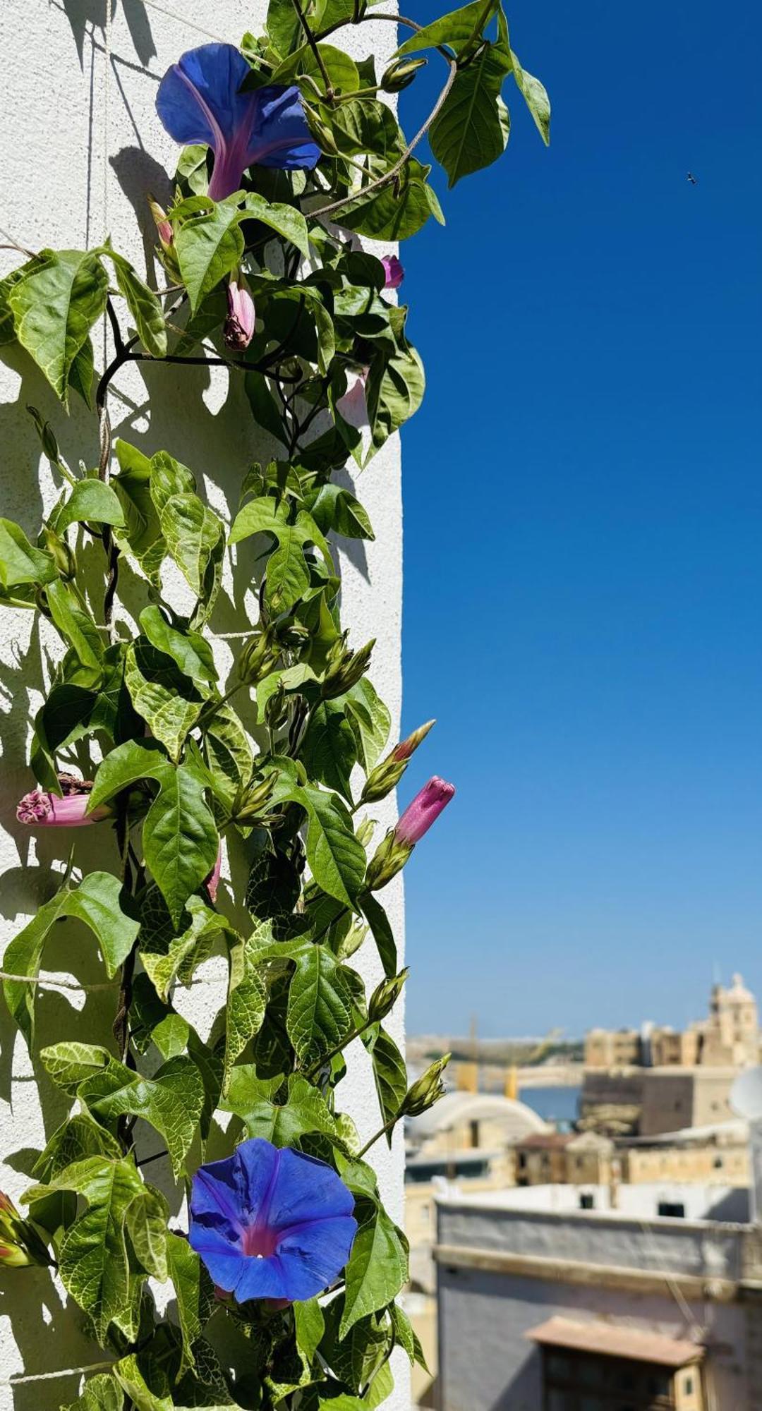Cospicua Casa Maria Tereza Bed & Breakfast エクステリア 写真